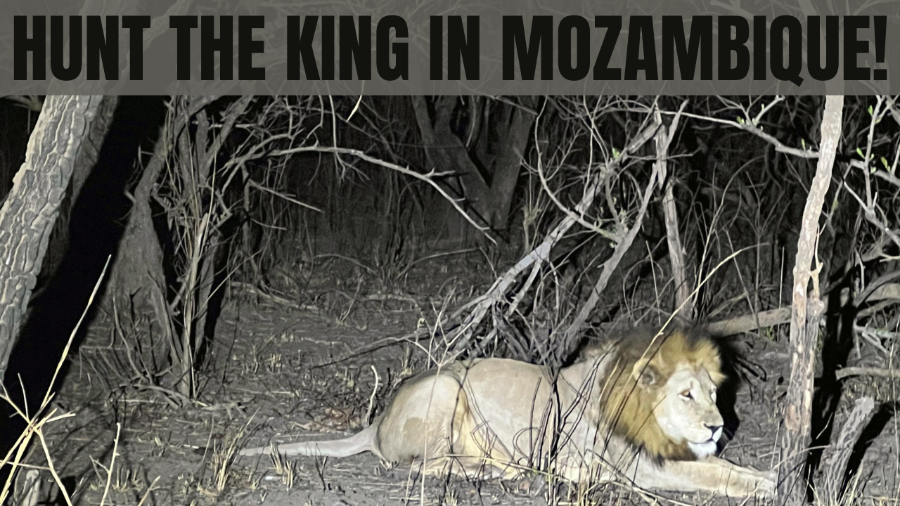 Hunt the King in Mozambique