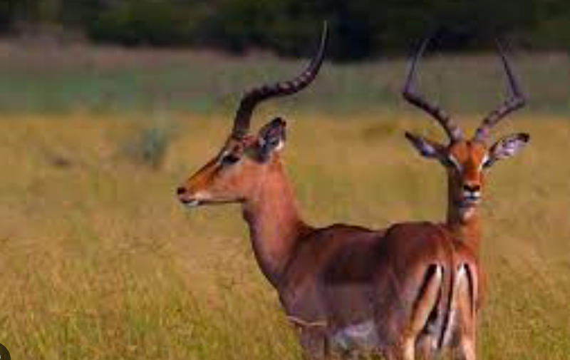 Hunt South Africa
