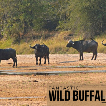 Fantastic Wild Buffalo Hunts