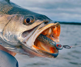 Topwater Co Speed Clips (15-45-70-120lbs)