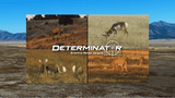 Determinator Targets - Whitetail Deer — image 3
