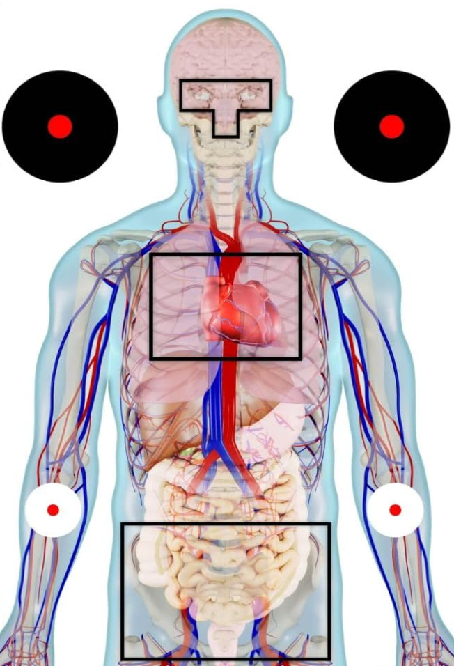 Anatomical Shooting Targets/22"x34" - 25 Pack