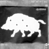 IR Tools 25M pasters on a hog target, seen through a thermal sight