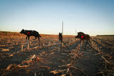 Therma Glow Targets - Walking Coyote — image 7