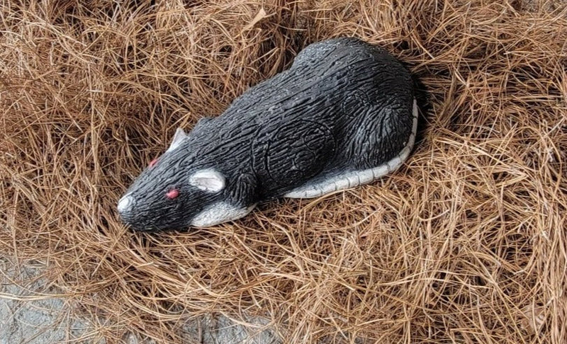 Big Boss Rat