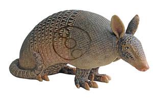 Real Wild Competition Armadillo With Ez Pull Foam